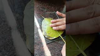 Leaf painting Glass painting Peepal leaf art art trending leafprinting Leaves painting [upl. by Alba]