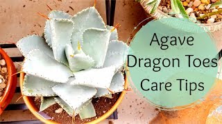 Agave Pygmaea Care tips Agave Dragon Toes [upl. by Anaiv263]