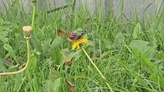 20241026 LJUBLJANA Rakovnik PST LEPIDOPTERA Vanessa atalanta ADMIRAL [upl. by Leary]