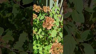 WARNING BEFORE You PRUNE HYDRANGEA In Autumn [upl. by Anatola787]