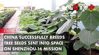 China Successfully Breeds Tree Seeds Sent into Space on Shenzhou16 Mission [upl. by Kcirneh292]