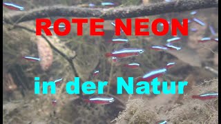 ROTE NEON SALMLER PARACHEIRODON AXELRODI Biotop in der NATUR [upl. by Eram]