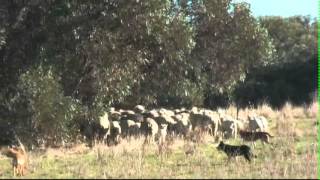 Droving with Kelpies working cattlecows with calves and eweslambs plus weaned lambs [upl. by Deehsar]