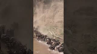 The Great Migration in the Maasai Mara Africa Wildebeest Cross the Mara River [upl. by Aruat441]