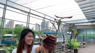 Brahminy kite [upl. by Janeta]