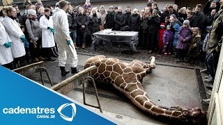 Zoológico de Dinamarca mata a jirafa para evitar la consanguinidad Danish zoo kills giraffe [upl. by Adelbert]