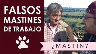 Falsos mastines de trabajo MASTÍN OFICIAL ESPAÑOL [upl. by Rosamond]