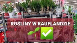 🌱🌹Rośliny w Kauflandzie🌱🌹 kwiaty doniczkowe zielone na parapet Kaufland 30012021r Odc 1271 [upl. by Nanor221]