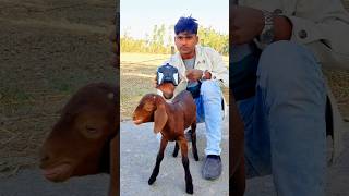 RC Bakra remote control animal 🔥shorts bakra [upl. by Esinel]