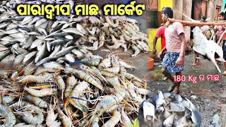 Paradip Fish Market  ଜାଲରେ ପଡିଲା 180kg ର ମାଛ  Paradip port [upl. by Carmelina673]