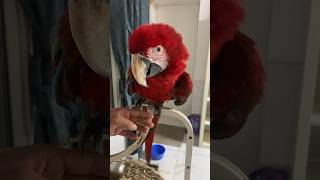 Beautiful Macaw so friendly foryou shorts pets uae macawbird india russia azerbaijan usa [upl. by Pahl]