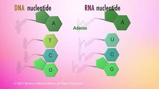 Nucleic Acids [upl. by Narut73]