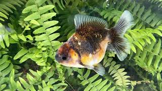 16153 Kirin Rosetail Oranda [upl. by Ahcsropal]