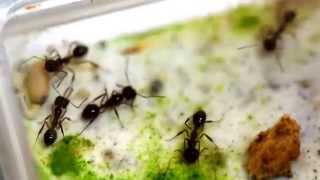 MYRMOTERAS TRAPJAW ANTS COLONY [upl. by Brittney]