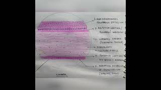 Eye  histology Cornea and retina medical histology [upl. by Nyroc]