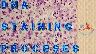 Lecture 3  DNA Staining by Feulgen Reaction Practical [upl. by Agle]