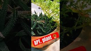 APT plant jar a blend of sheer plant with fascinated zebra haworthia shorts youtubeshorts [upl. by Gladdy]