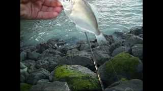 The FishinMagician Surf Perch Fishing At Treasure Island [upl. by Papst]