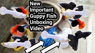 Important Guppy Fish Unboxing Video 😍 [upl. by Mariya217]