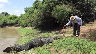 Feeding a Big Black Caiman [upl. by Lymann]