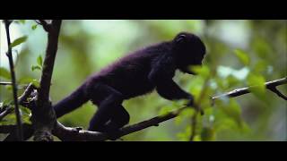 Fly thru Congo Bongo EcoVillage Manzanillo Costa Rica [upl. by Paz]