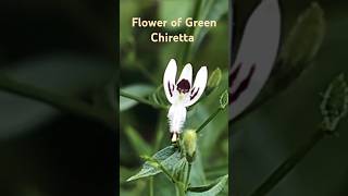 Flower of Green Chiretta rpmtheexplorer rpm explorer greenchirettaকালমেঘ [upl. by Sammy848]