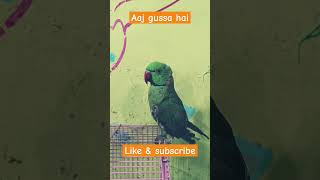 Mitthu aaj gussa hai talkingparrot parrot bablok06 funny talkingparrort shorts [upl. by Cocks]