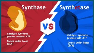 synthase vs synthetase  Biology quick bites [upl. by Ruthe773]