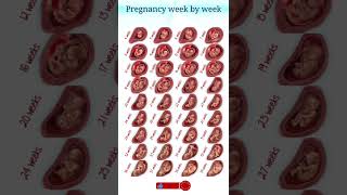 pregnancy week by week pregnancy shorts shortvideo [upl. by Jeu431]