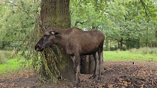 Knowsley Safari knowsleysafari [upl. by Diann885]