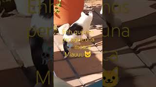 Cuidadito con las mosquitas muertas🪰😅😸 [upl. by Otsugua]