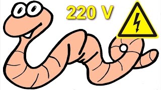 How to get earthworm by applying 220 volts to the ground [upl. by Emilia]