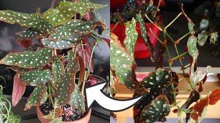 How to Prune amp Repot Begonia Maculata Tips and Tricks [upl. by Hengel]