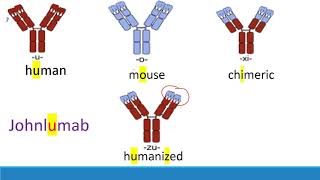 USMLE Step 1 How to memorize monoclonal antibodies [upl. by Maro611]