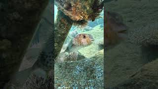 Longspine porcupinefish 🐡 🦔 🤿 calm fish fishing scubadiving beautiful ocean underwater [upl. by Laleb]