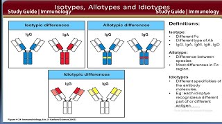 Isotypes Allotypes Idiotypes antibody  Immunology  Study guide [upl. by Esertak139]