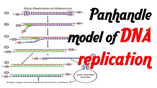 Pan handle model of DNA replication [upl. by Motteo]