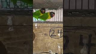 Wild type africanlovebirds lovebirds birds parrot birdslover birdsaviary aviary animals pet [upl. by Ikkela343]