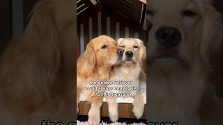 A childless golden retriever finds treasure animals love shorts [upl. by Jezreel]