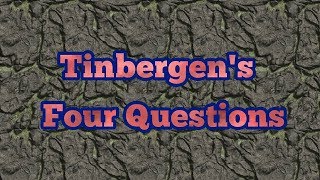 Tinbergens four questions [upl. by Alano32]