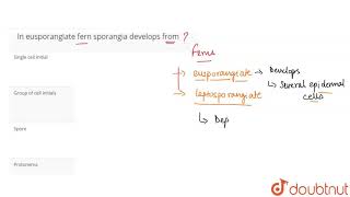 In eusporangiate fern sporangia develops from [upl. by Feola314]