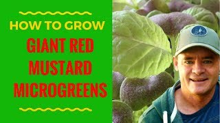 How to Grow Giant Red Mustard Microgreens amp More [upl. by Benco]