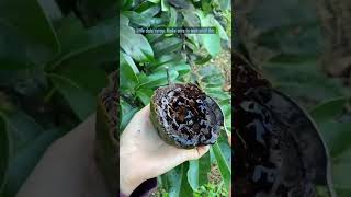 Learn about Black Sapote [upl. by Eednus946]