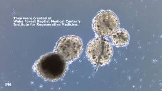 Watch labgrown heart cells beatiing [upl. by Cristionna568]