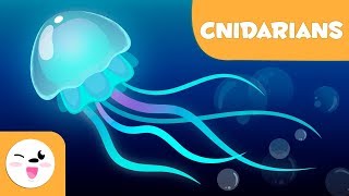 Cnidarians for kids  Invertebrate animals  Natural Science for kids [upl. by Diskson]