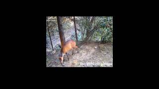 Trail 1  15 1124  Beautiful Barking Deer [upl. by Zahavi]