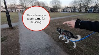 How to Train Mushing Commands [upl. by Jarrod821]