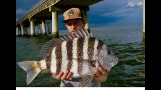 GIANT SHEEPSHEAD LOVE THIS BAIT EPIC SHEEPSHEAD FISHING with HOW TO and TIPS [upl. by Anayhd]