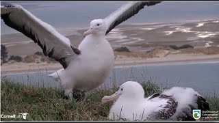 Royal Albatross TF amp TFT Sweet Interaction amp Meet amp Greet Buddies Again 💕 😊 71924 [upl. by Norab]