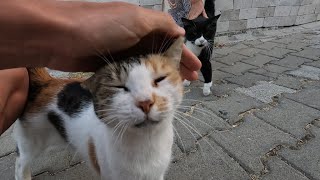 Hyperactive calico cat and tuxedo cat circle around me to be petted [upl. by Clement282]